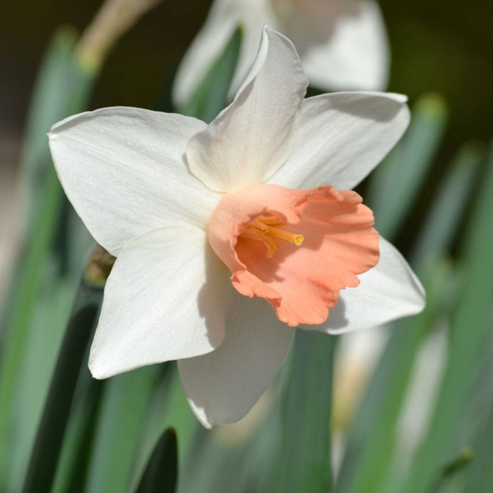 Narcissus 'Pink Pride' image