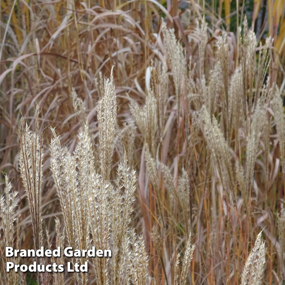 Miscanthus 'Kleine Fontane' image