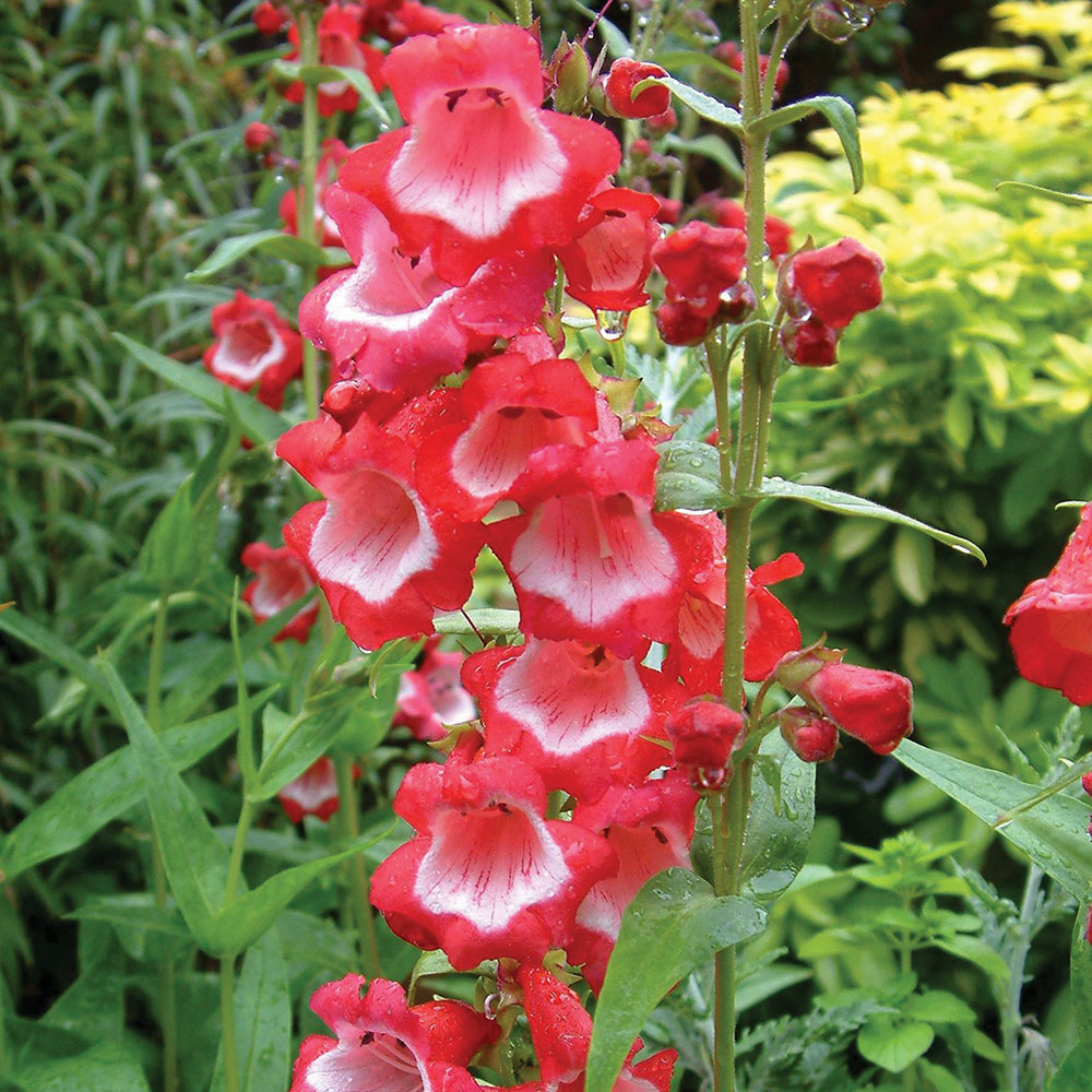 Penstemon 'Sweet Cherry' image