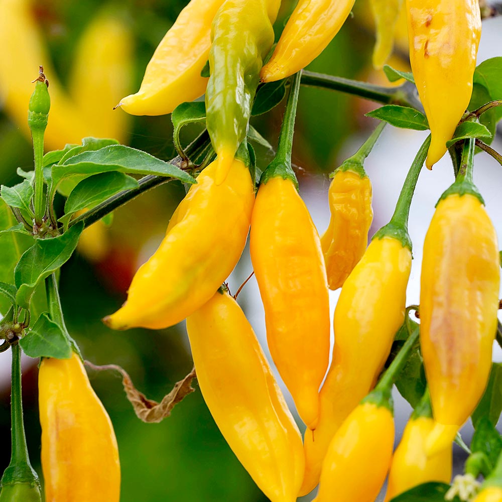 Chilli Pepper 'Hot Lemon' image