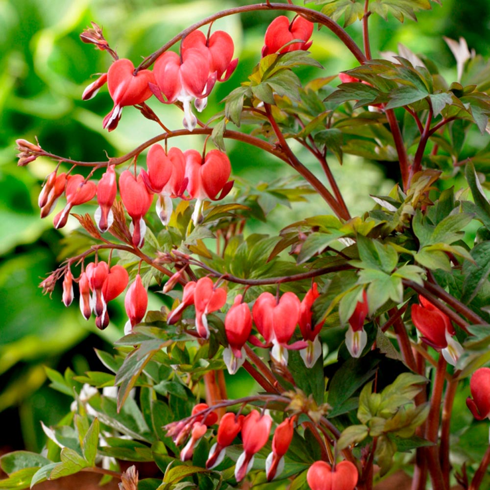 Dicentra spectabilis 'Valentine' image