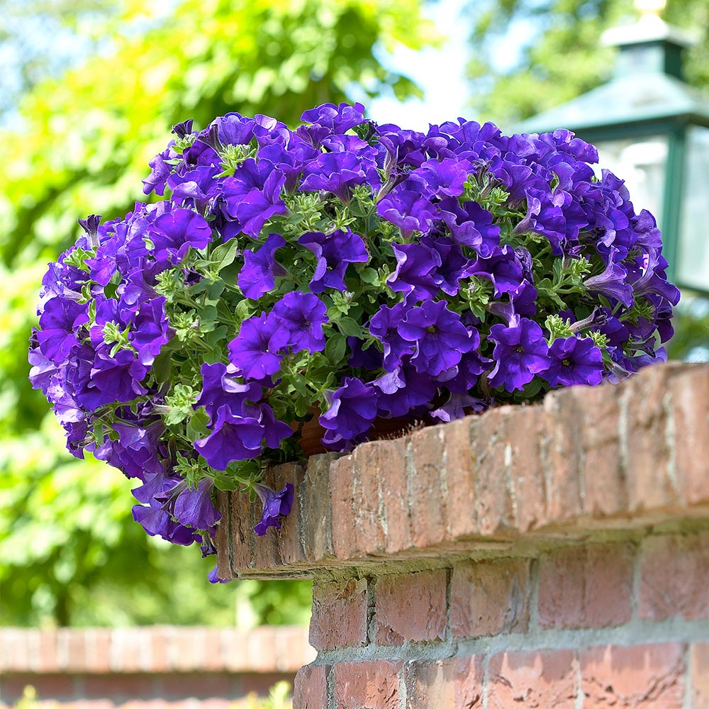 Petunia 'Trailing Surfinia Blue' image