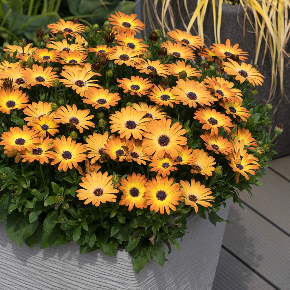 Osteospermum 'Serenity Sunshine Beauty' image