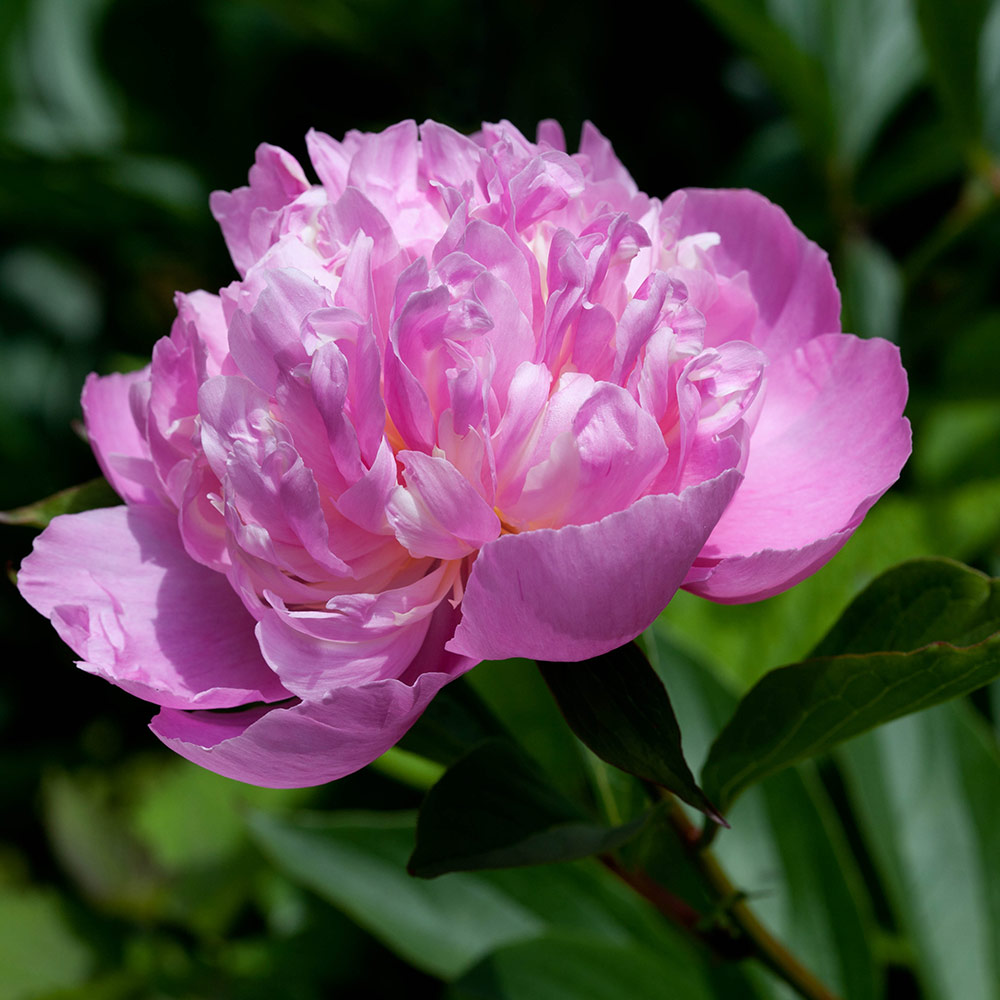 Peony 'Eden's Perfume' image