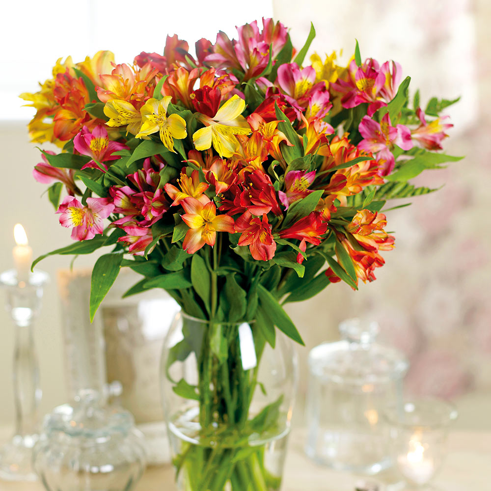 Alstroemeria 'Garden Hybrids' image