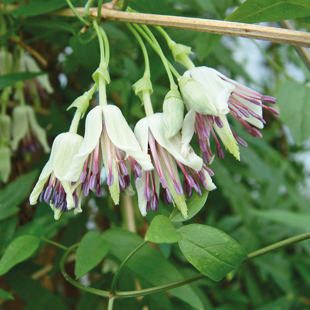 Clematis napaulensis image