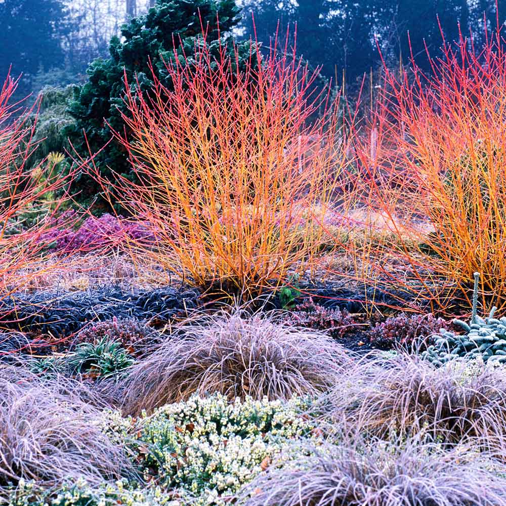 Cornus sanguinea 'Midwinter Fire' image