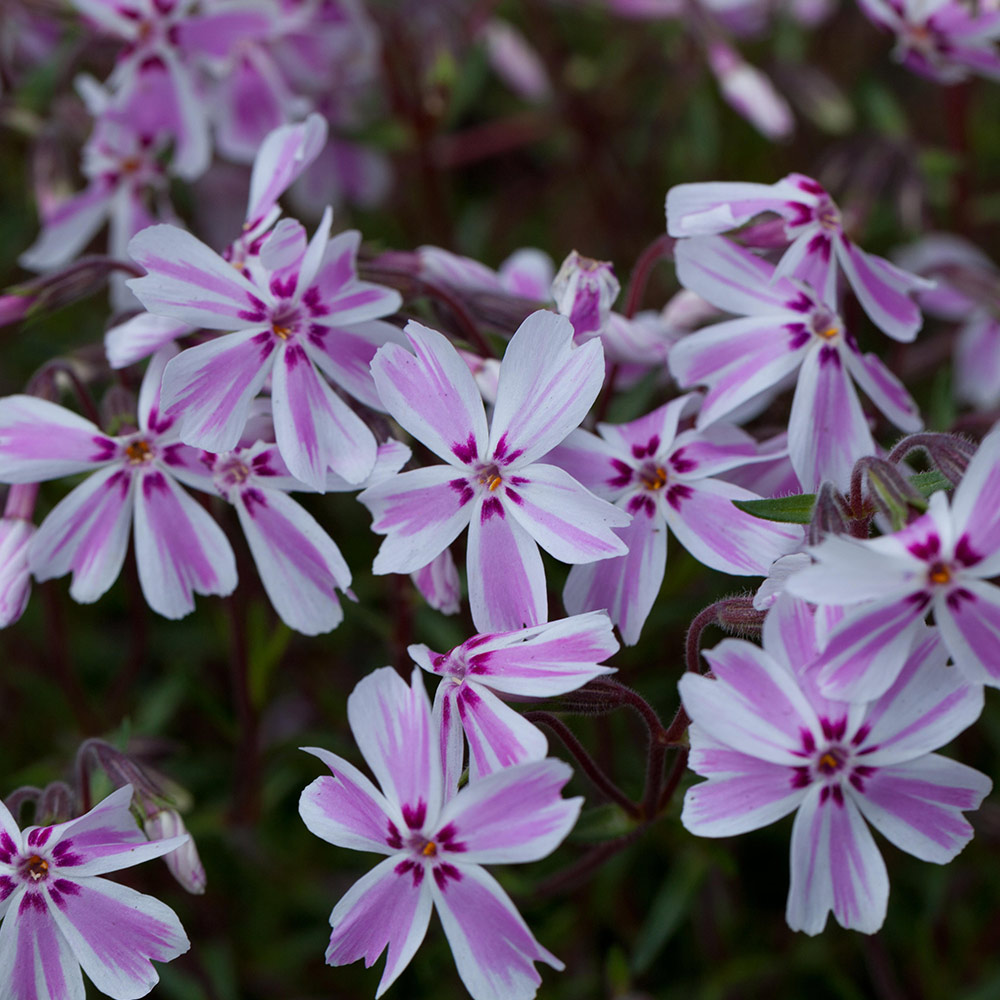 White best sale creeping phlox