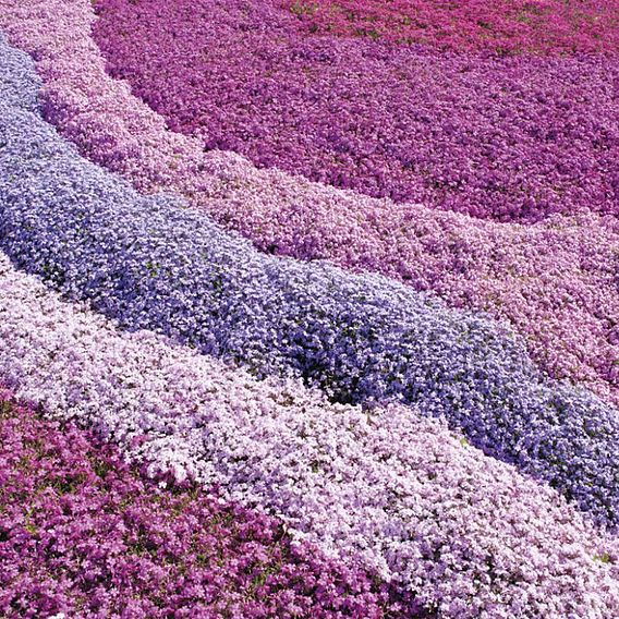 Nurserymans Choice Phlox Collection (Creeping) image