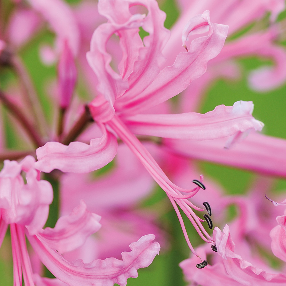 Nerine bowdenii 'Pink' image
