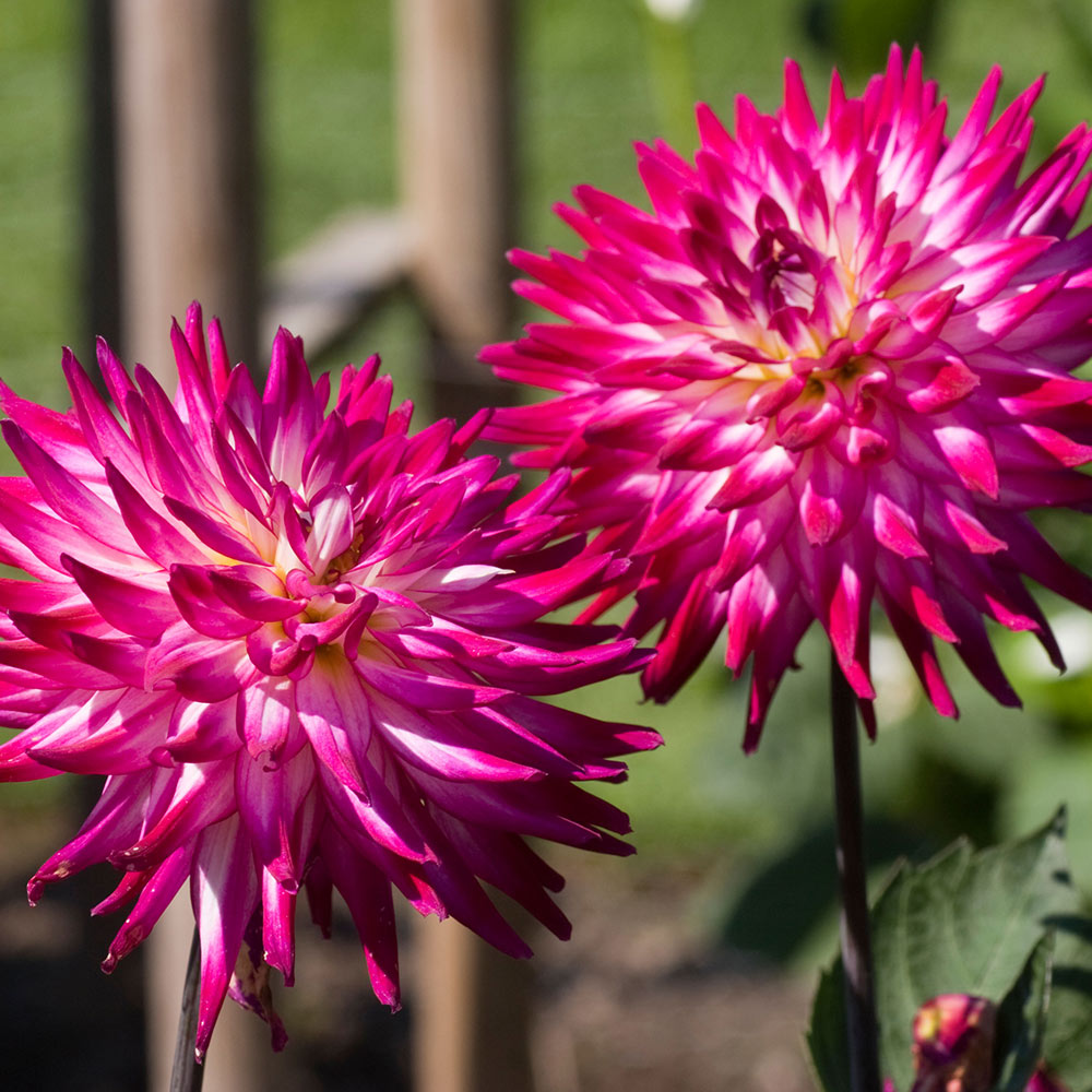 Dahlia 'Badger Twinkle' image