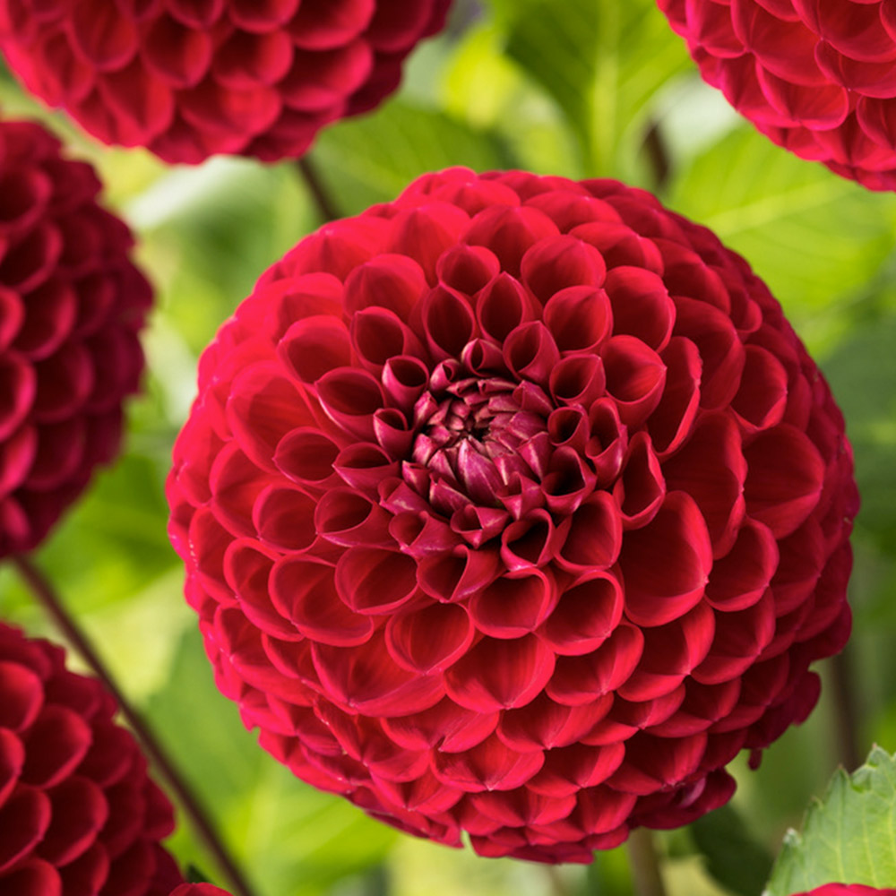 Dahlia 'Cornel' image