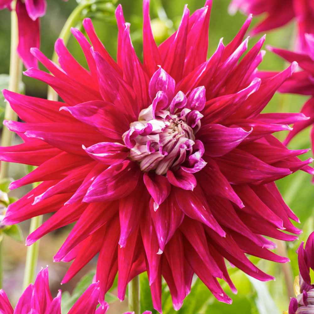 Dahlia 'AC Dark Horse' image