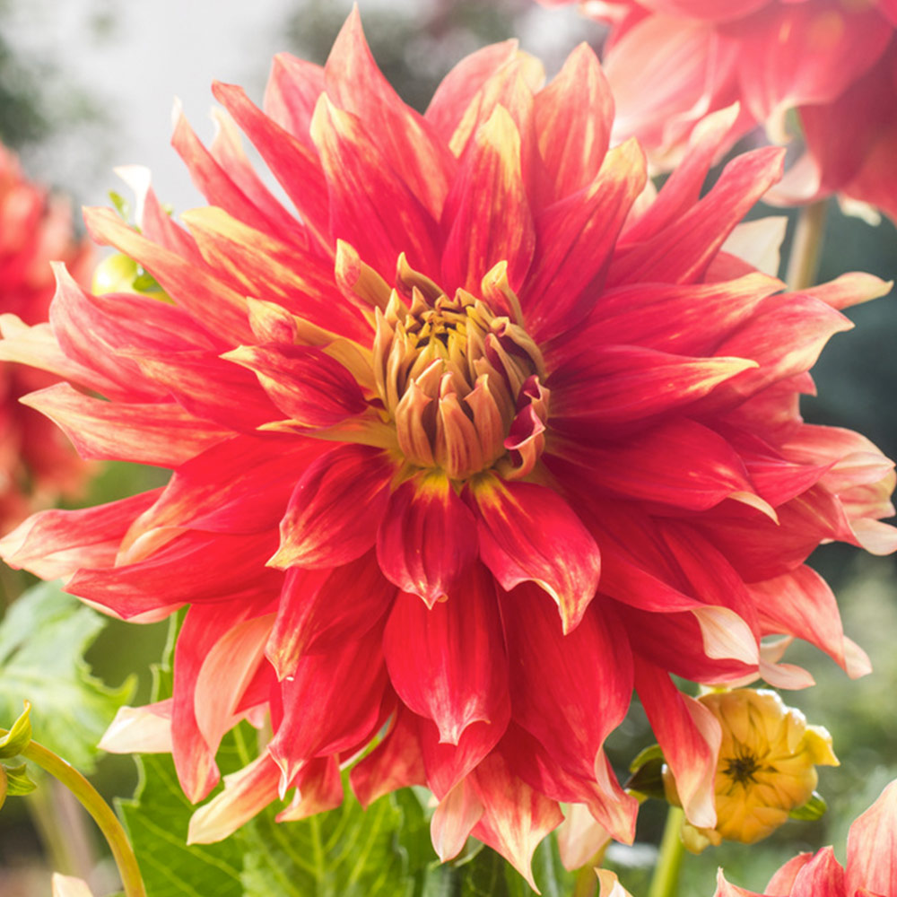 Dahlia 'Bodacious' image