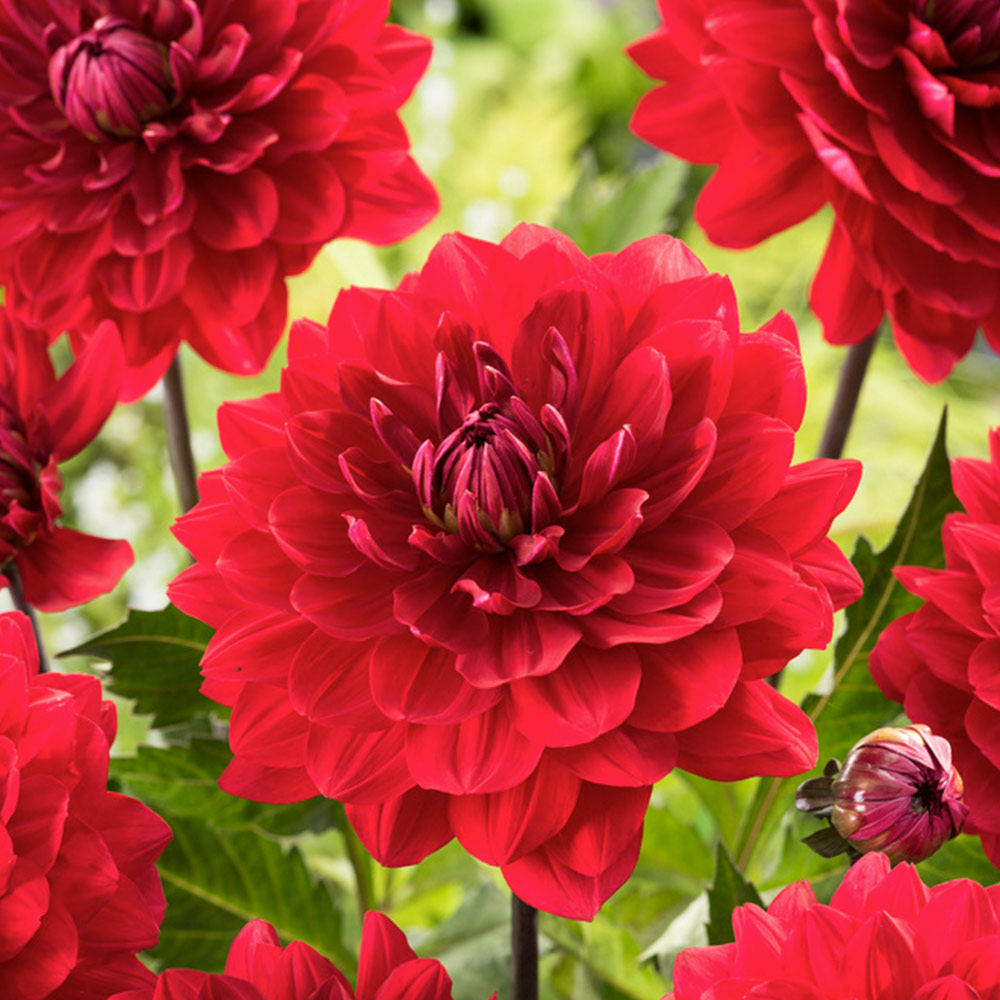 Dahlia 'Karma Amora' image