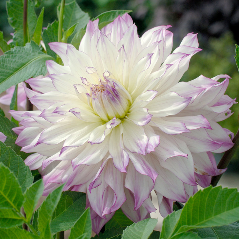 Dahlia 'Ferncliff Illusion' (Giant Tree Dahlias) image