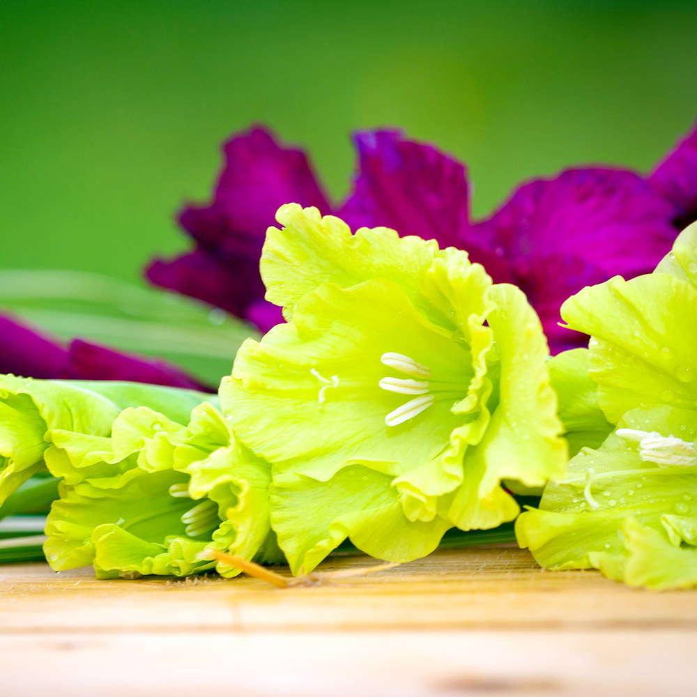 Gladiolus 'Green Star' image