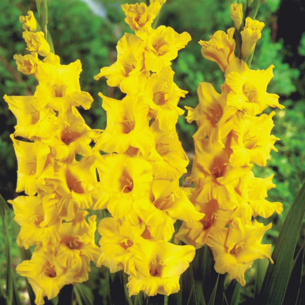 Gladiolus 'Limoncello' image