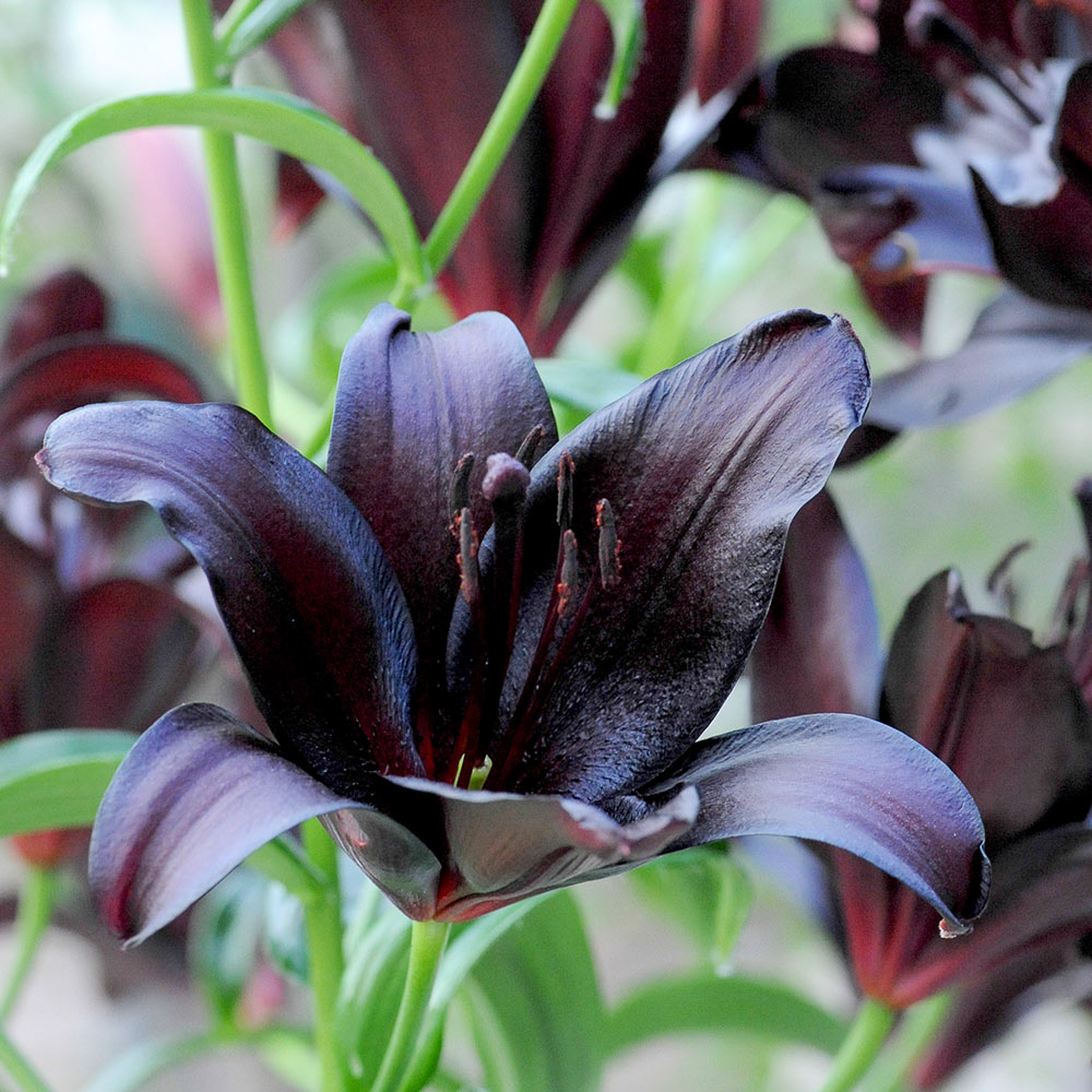 Lily 'Black Jewel' image