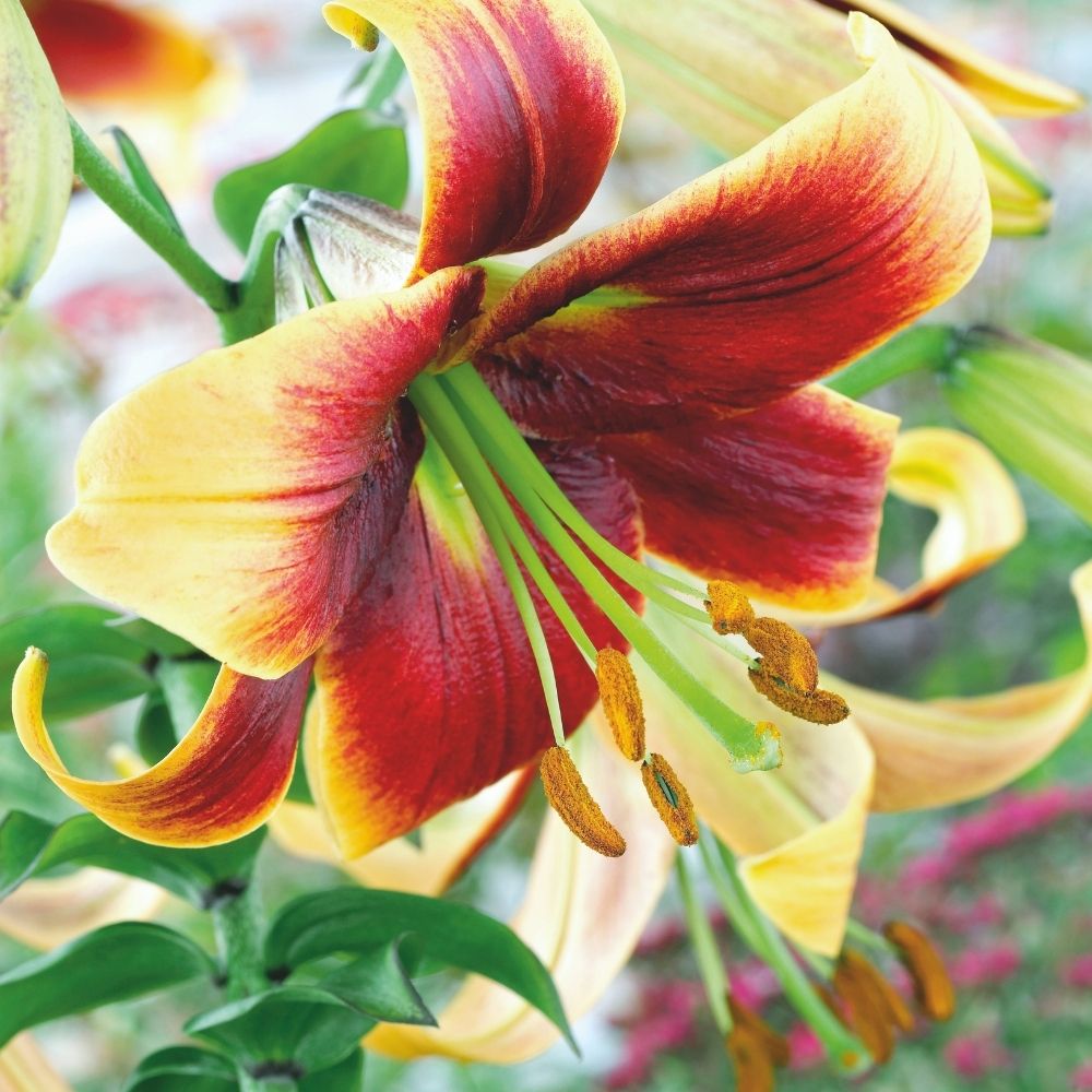 Tree Lily 'Debby' image