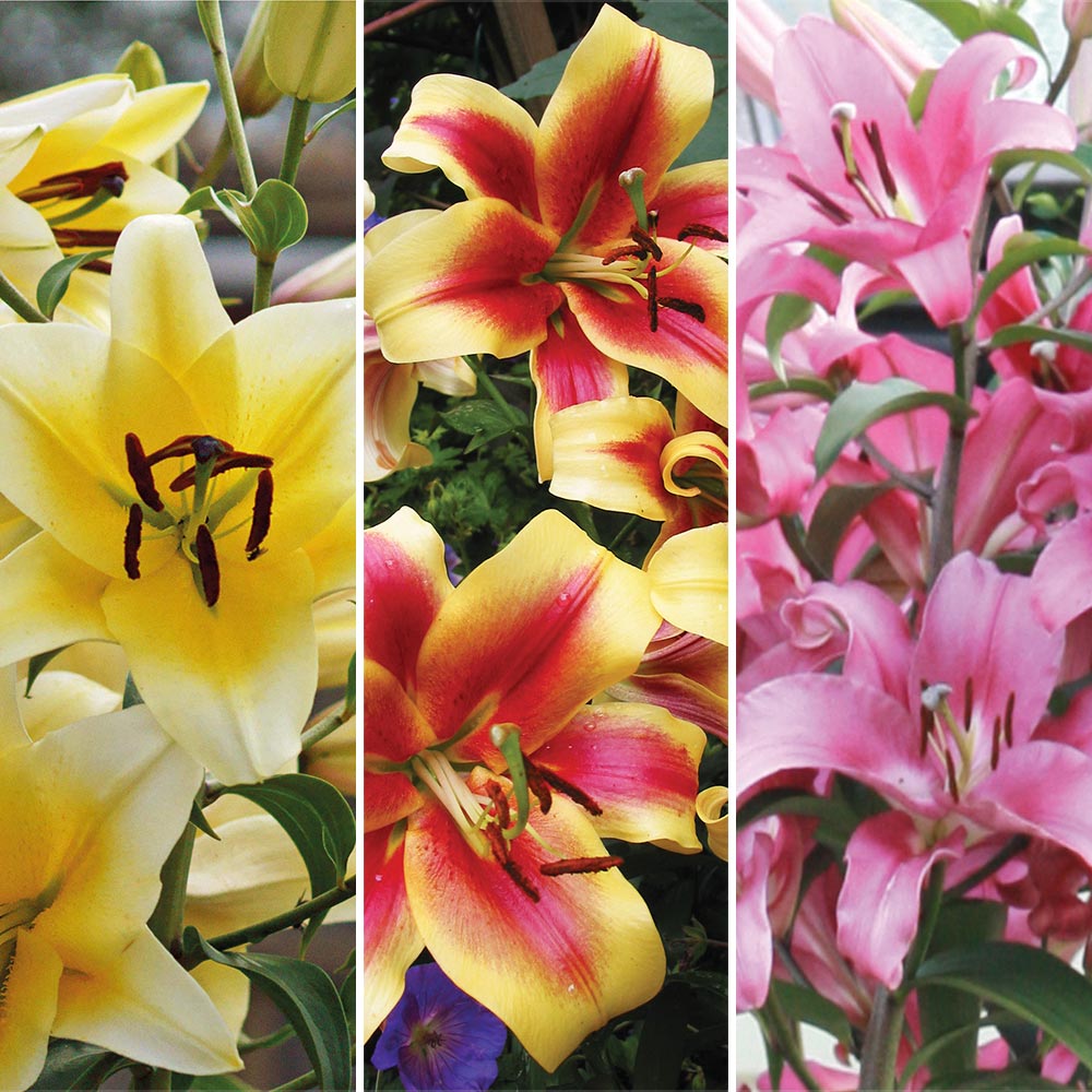Tree Lily Collection image