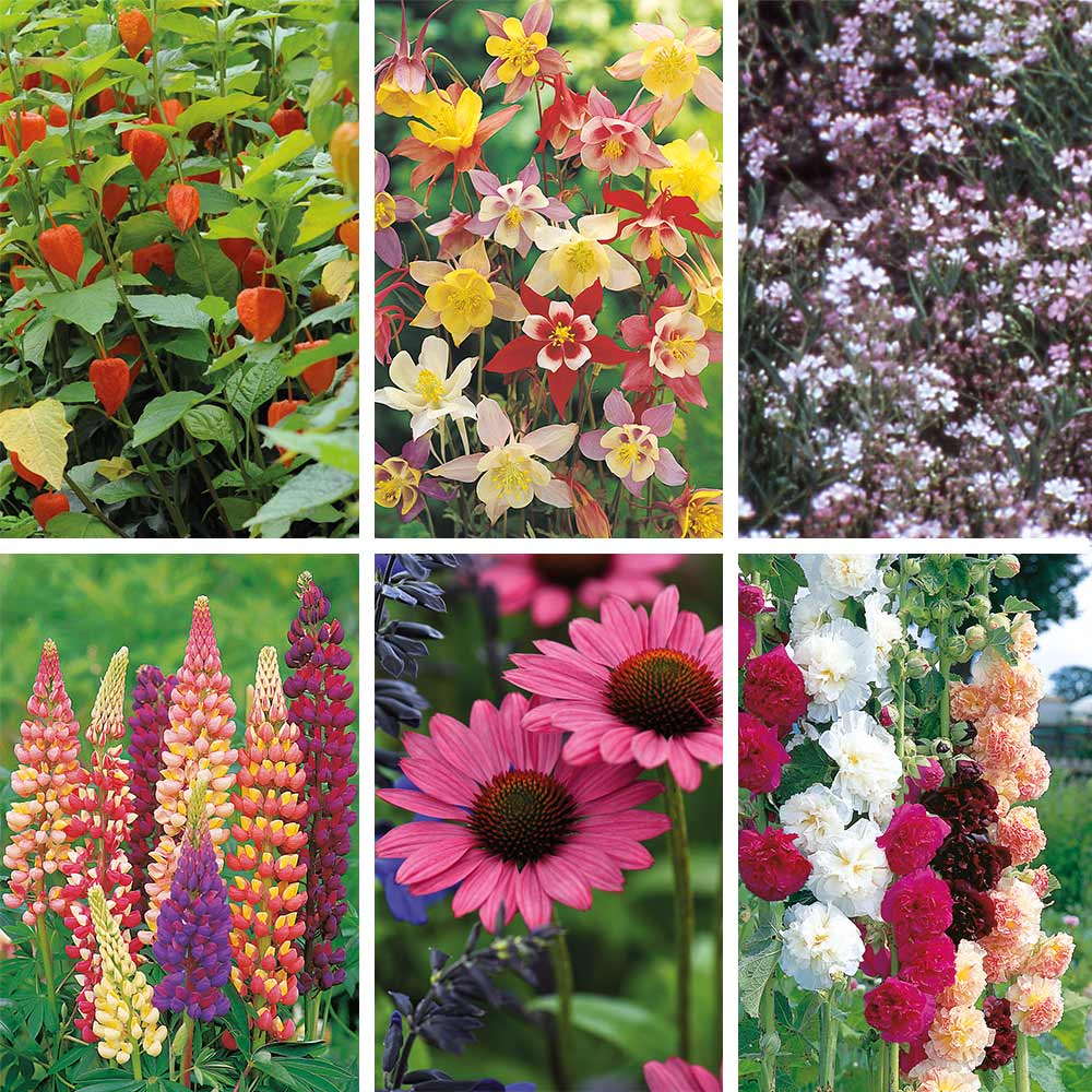 Bare Root Perennial Collection image