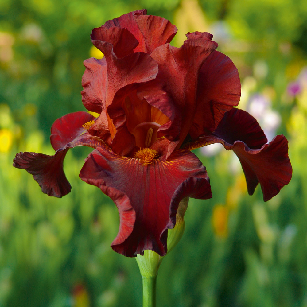 Iris 'Pass the Wine' (Re-Blooming) image