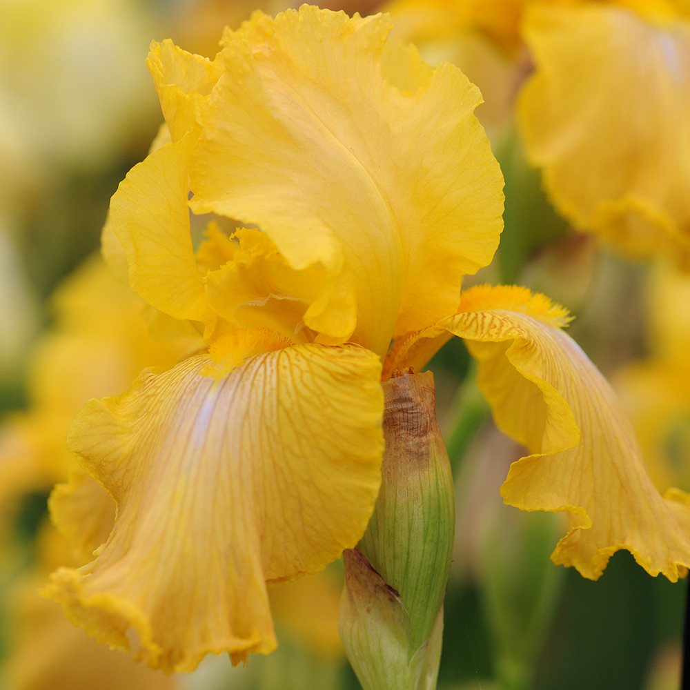 Iris 'Buckwheat' (Re-Blooming) image