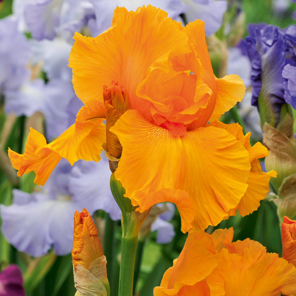 Iris 'Orange Harvest' (Re-Blooming) image