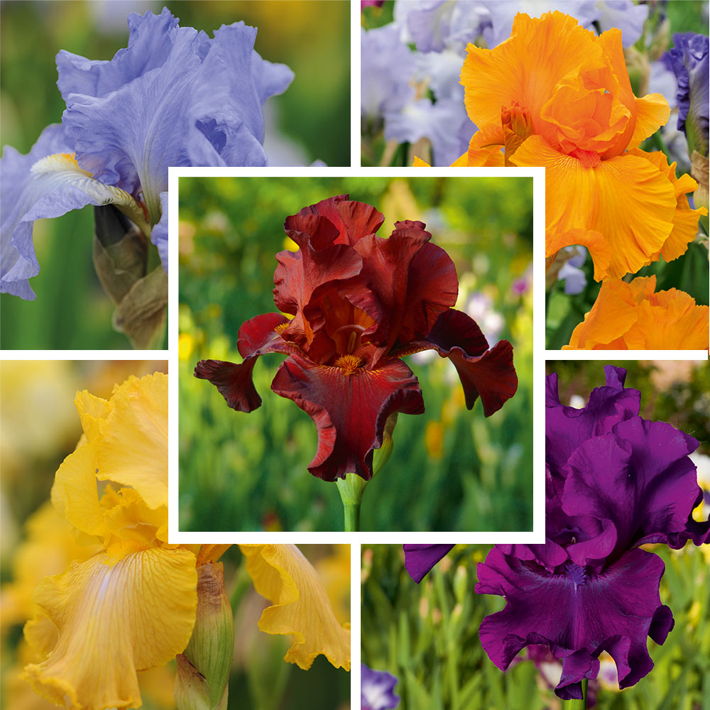 Iris 'Re-Blooming Collection' image