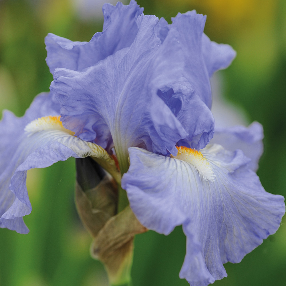 Iris 'Victoria Falls' (Re-Blooming) image