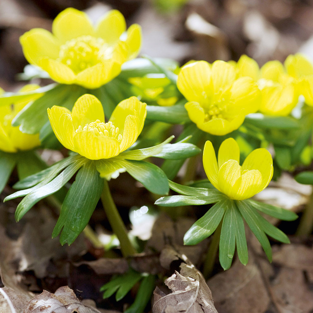 Aconite (Winter Flowering) image