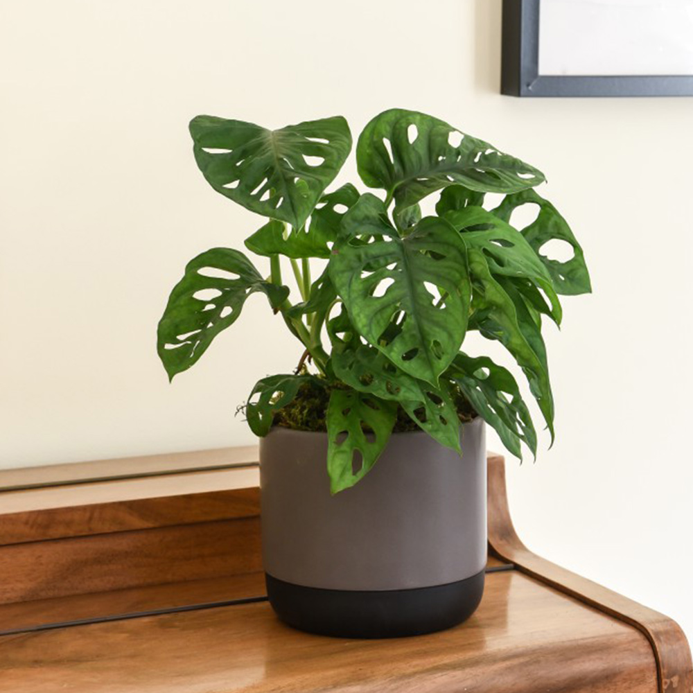 Monstera 'Monkey Leaf' image