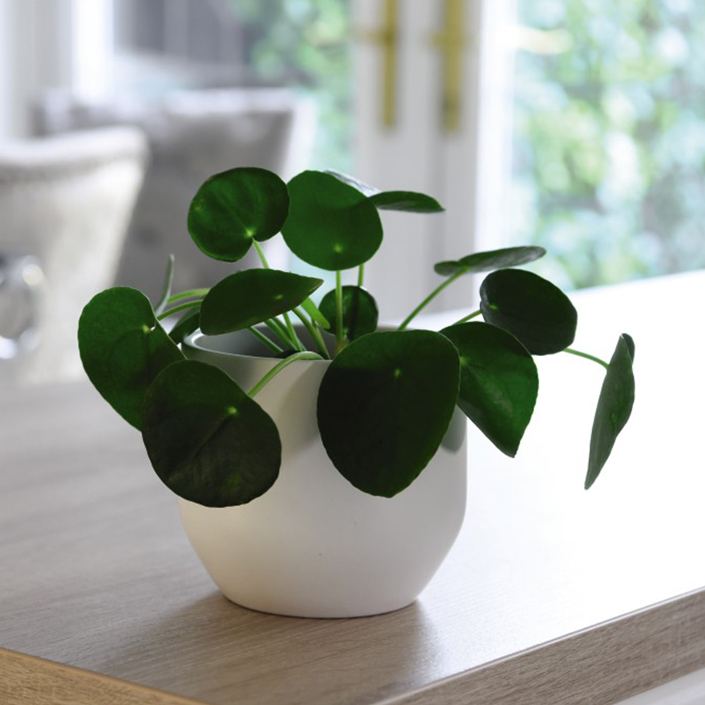 Chinese Money Plant image