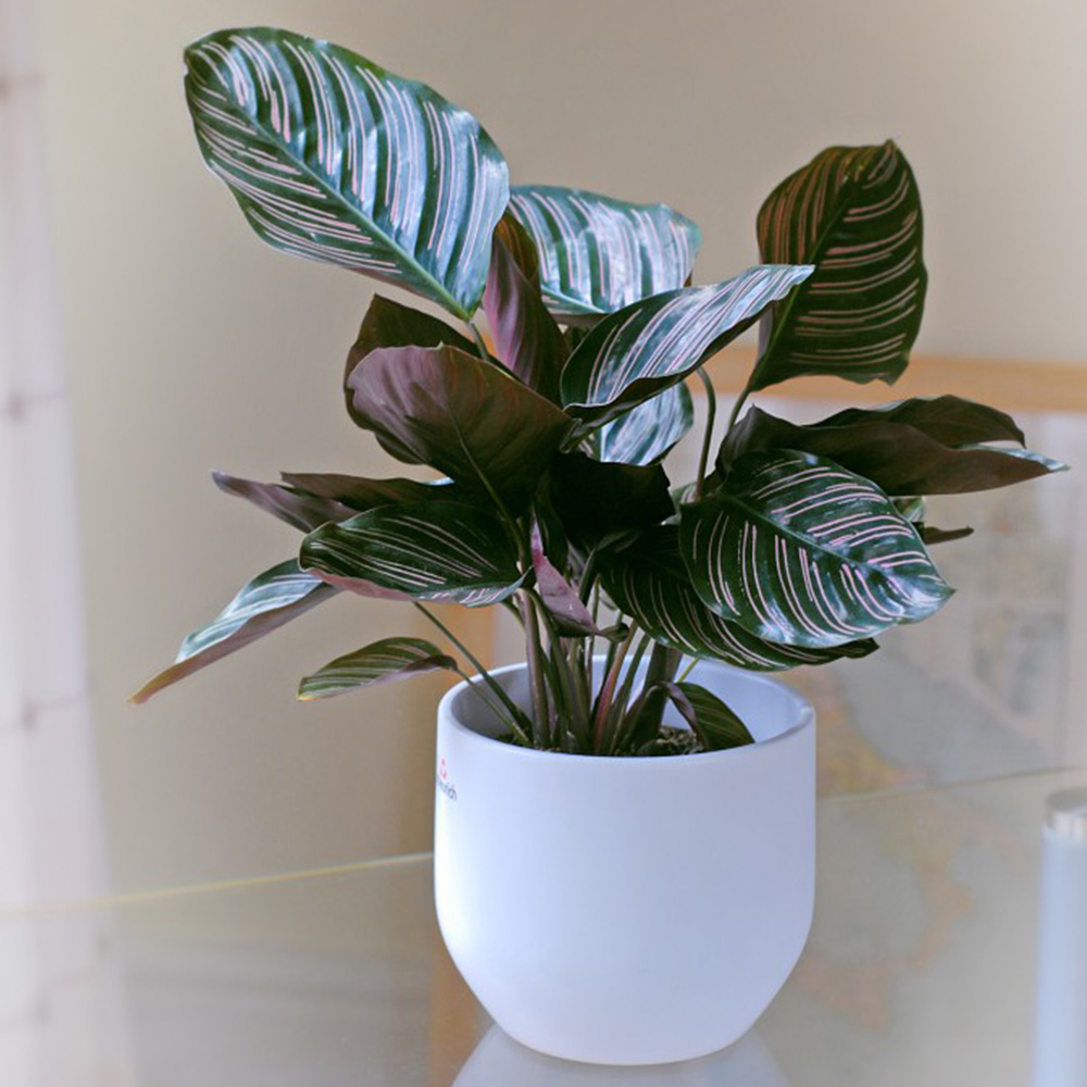 Calathea 'Sanderiana' image