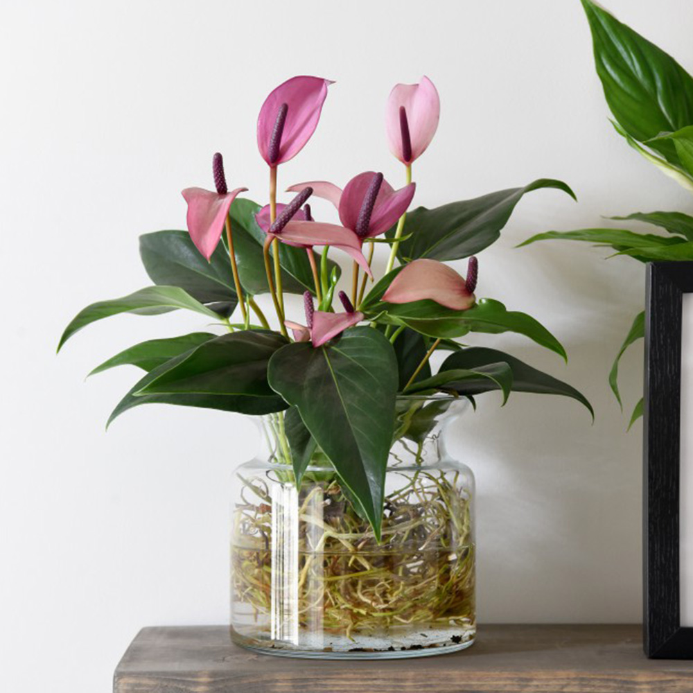 Anthurium Aqua in Sierglass image