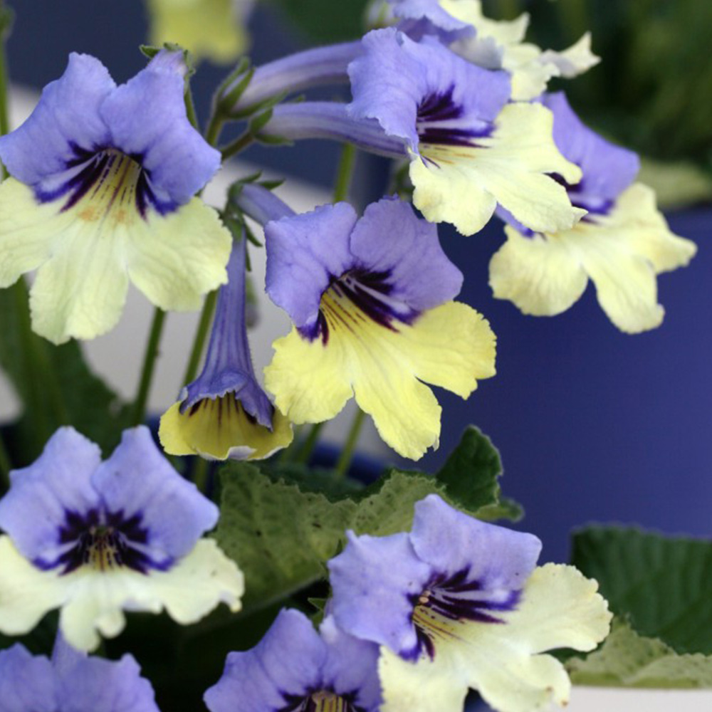 Streptocarpus 'Harlequin Blue' image