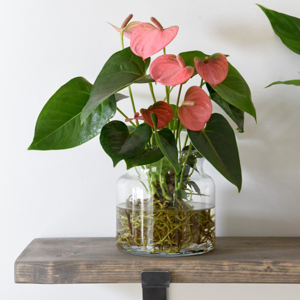 Anthurium Aqua Salmon in Sierglass image