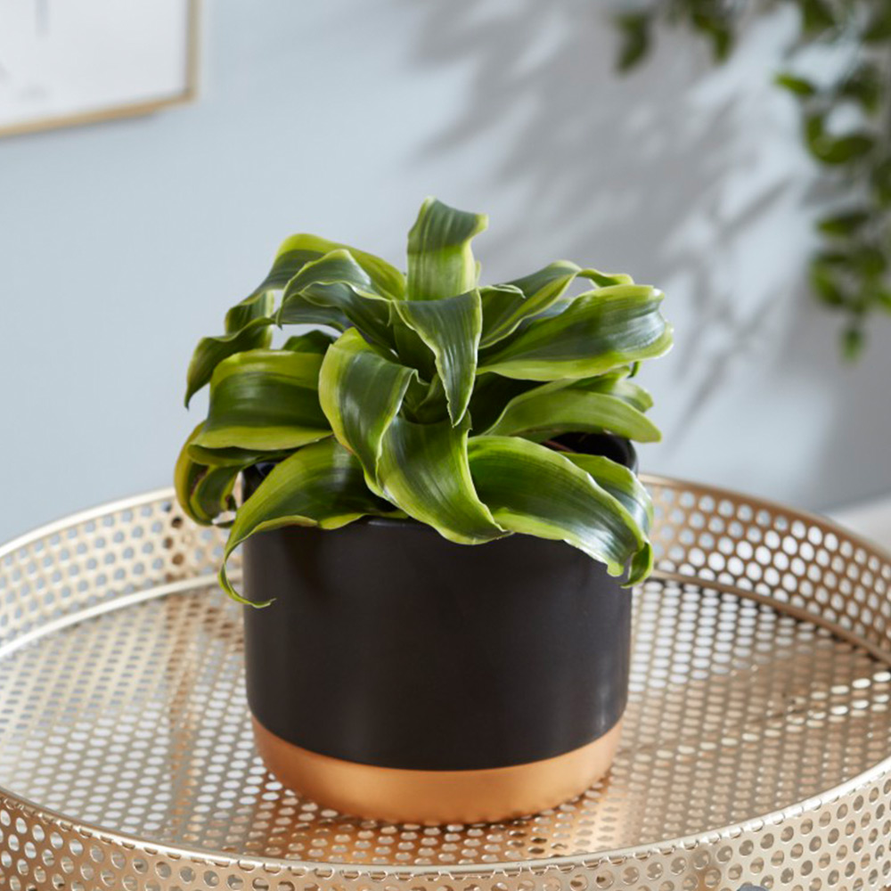 Dracaena fragrans 'Tornado' image