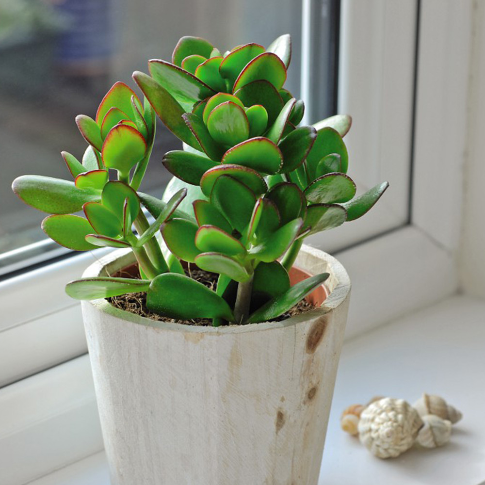 Crassula ovata image