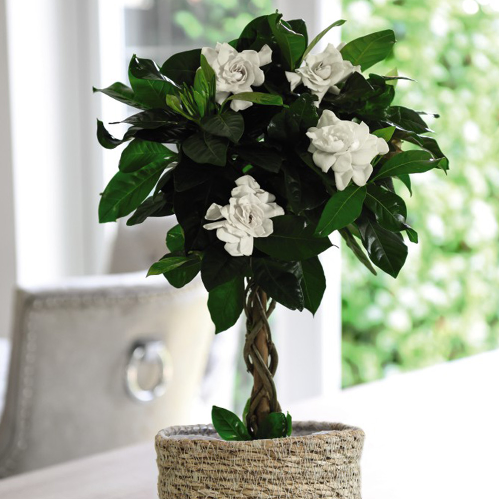 Gardenia Standard with Twisted Stem image