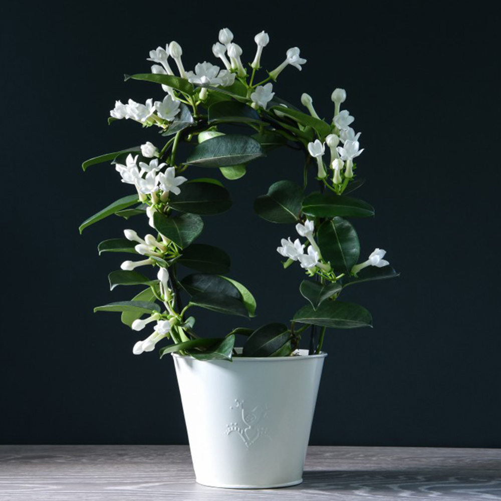 Stephanotis floribunda On A Hoop image