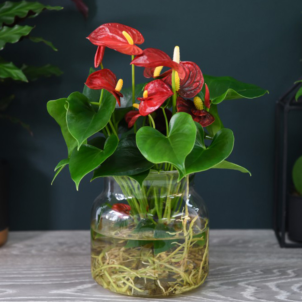 Anthurium Aqua Red in Sierglass image