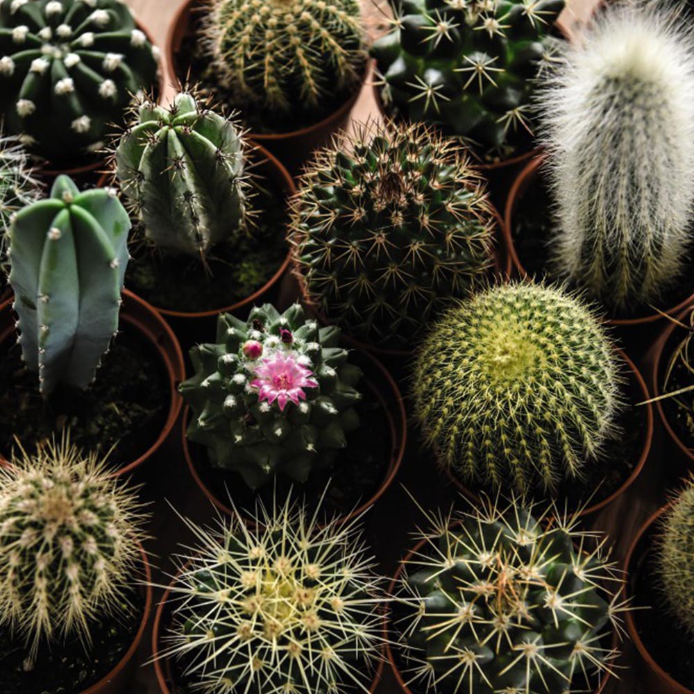 Cactus Mix image