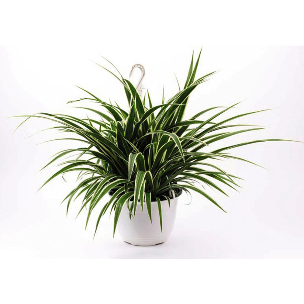 Spider Plant Chlorophytum Variegatum, Established plant approx. 15cm length