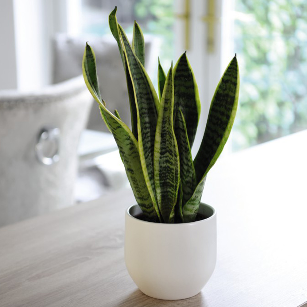 Sansevieria Trifasciata Var. Laurentii image