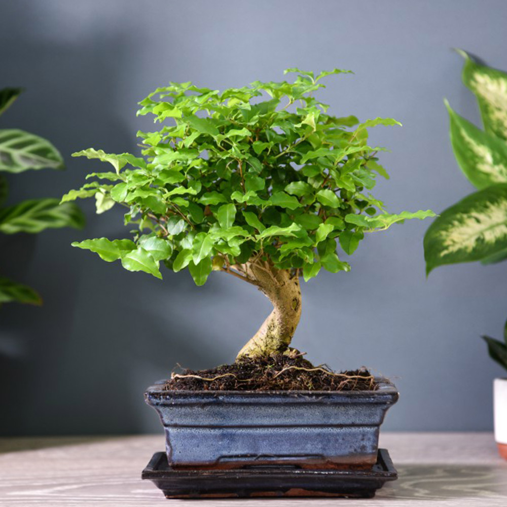 Bonsai Ligustrum image