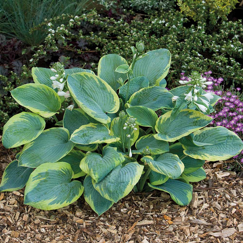 Hosta 'Frances Williams' image