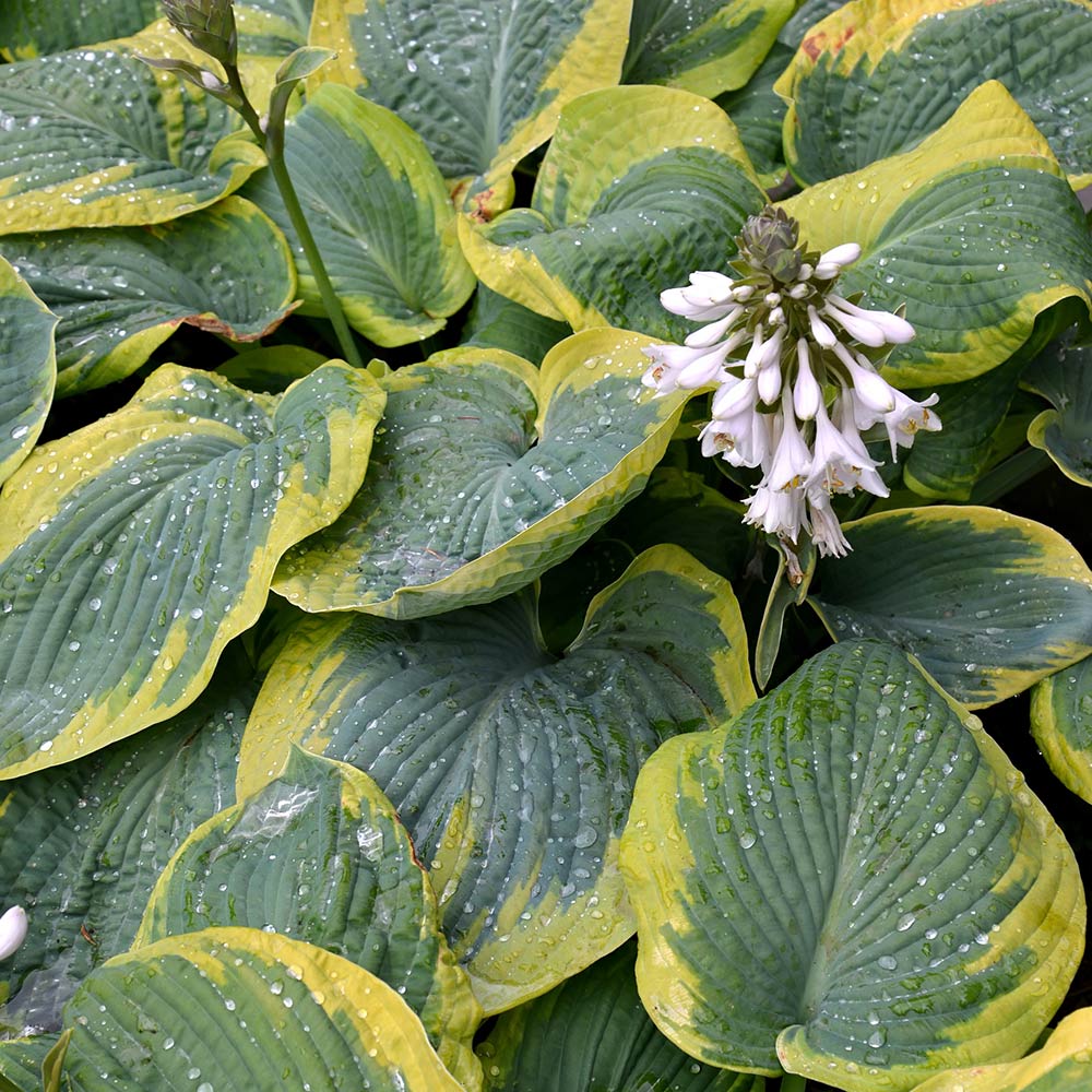 Hosta 'Olive Bailey Langdon' image