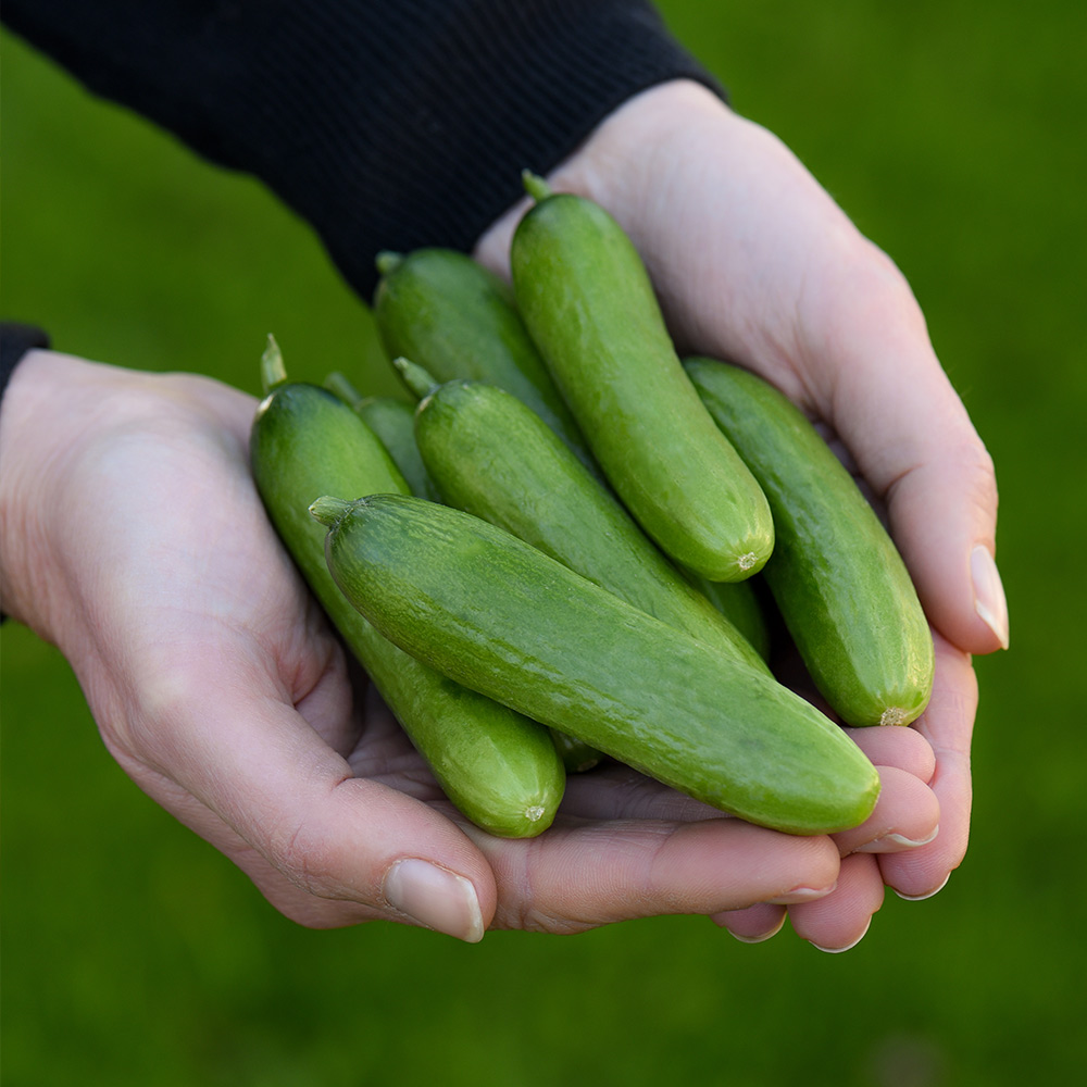 Cucumber 'Baby Rocky' image